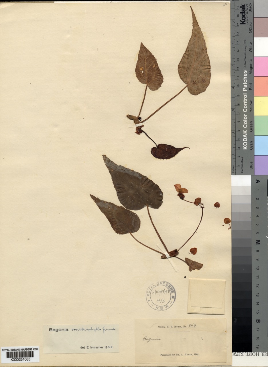 B. ornithophylla